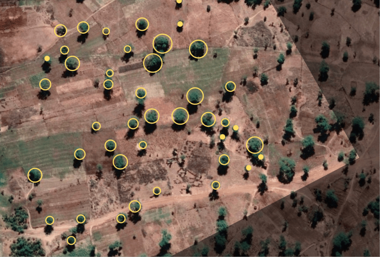 Et un suivi efficace et précis de la croissance arbres